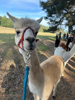 recura-akademie-teamtag-pflegeschule